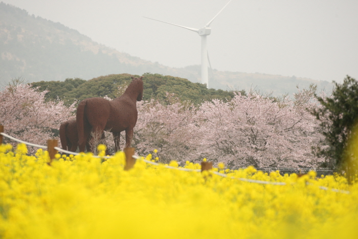 제주 유채꽃축제